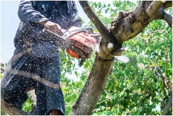 tree services Saw Creek